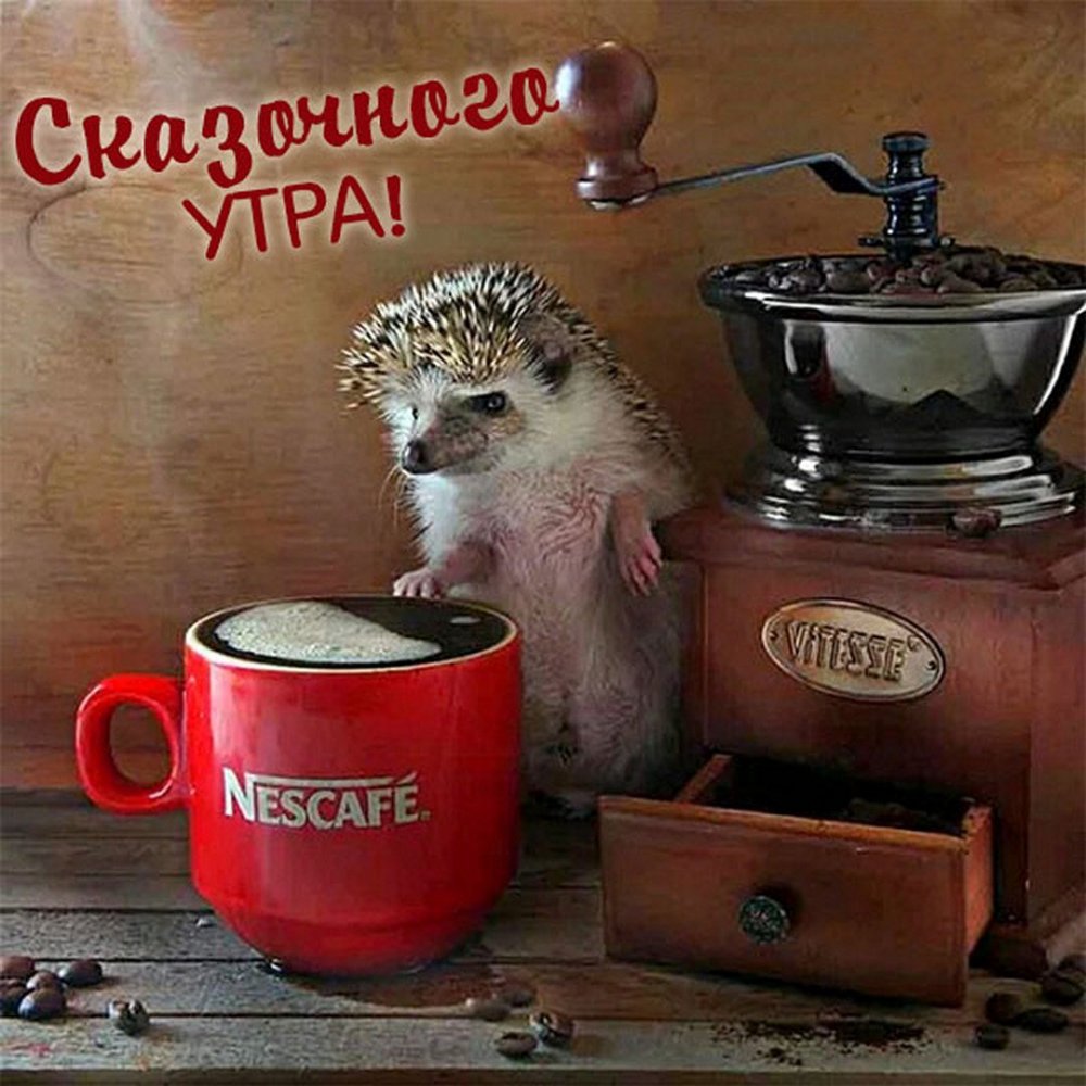 Елена Еремина ежики кофе