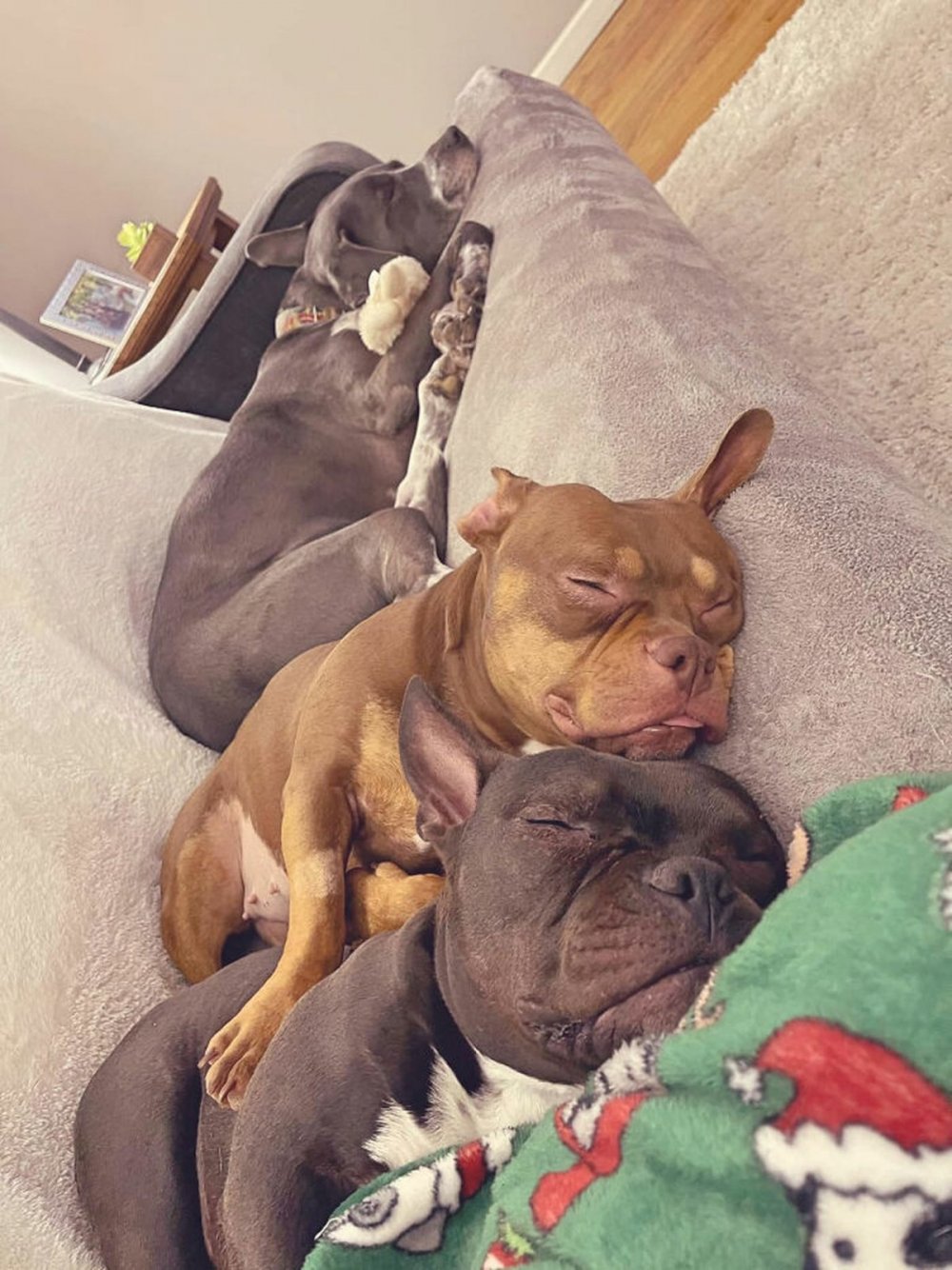 Спящие собаки фото