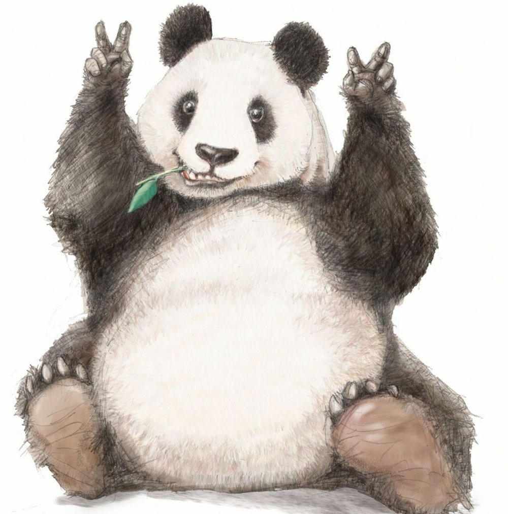 Рисунки панды прикольные