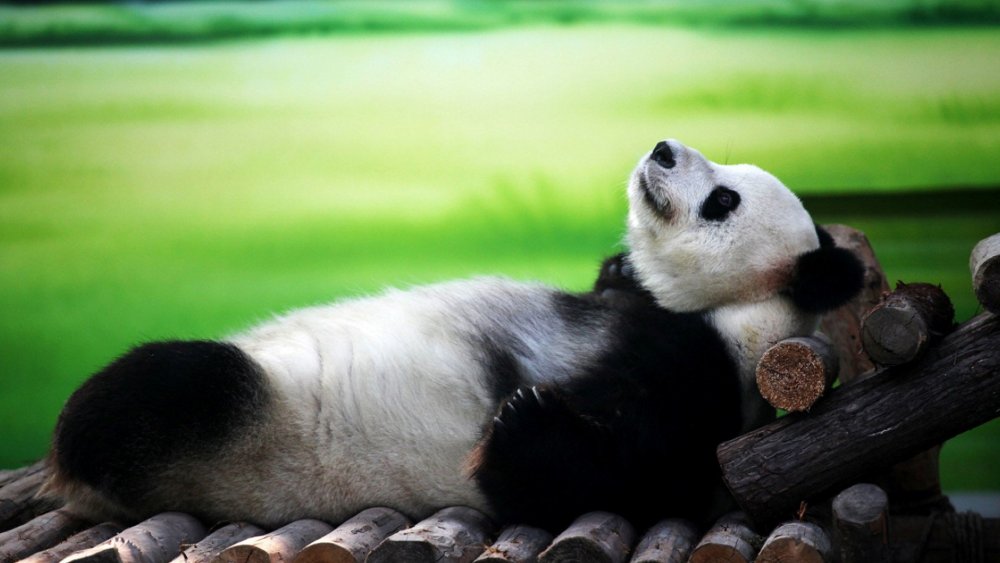 Панда отдыхает