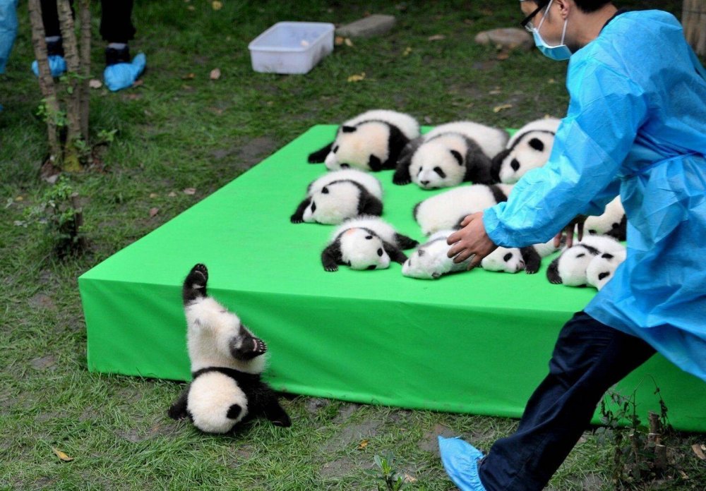 Панда упала