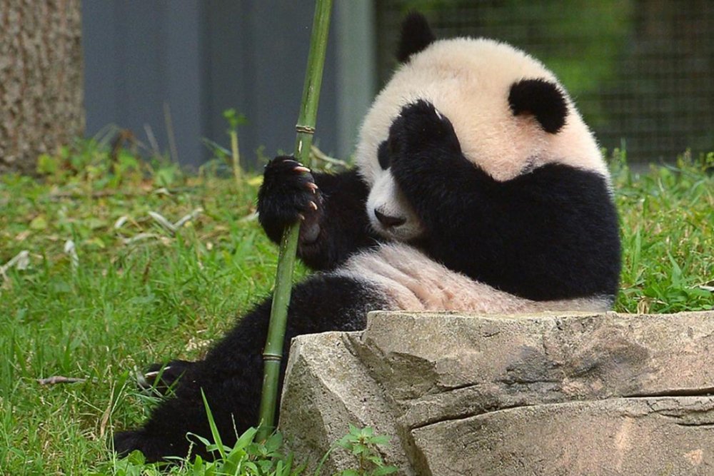 Обиженная Панда