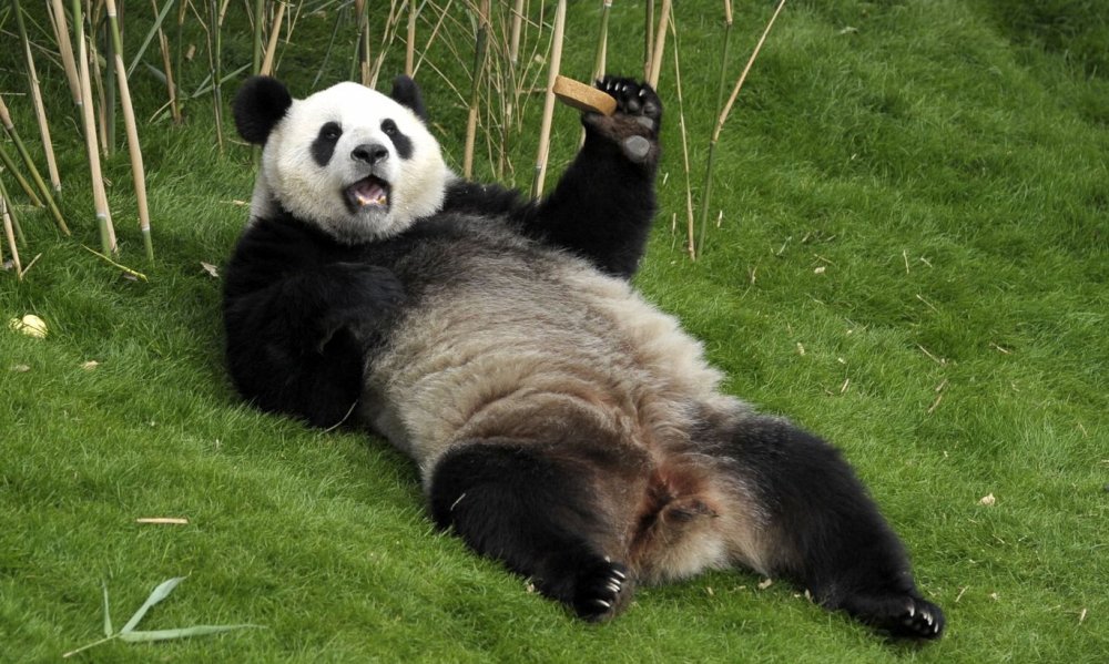 Толстая Панда