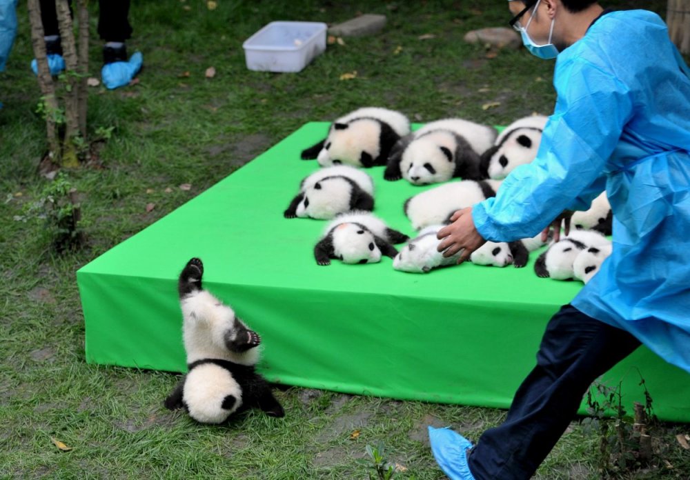 Резерваты большой панды в провинции Сычуань