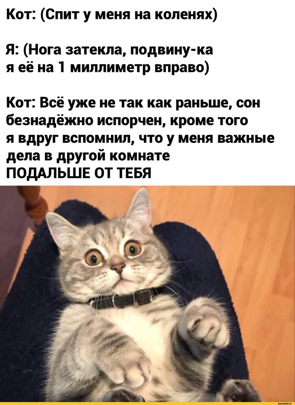 Смешные истории про котов