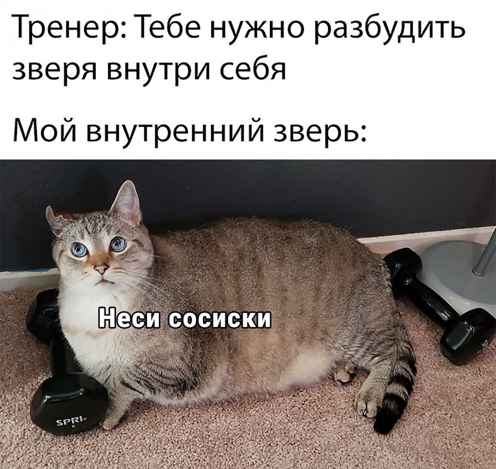 Котики мемы с надписями