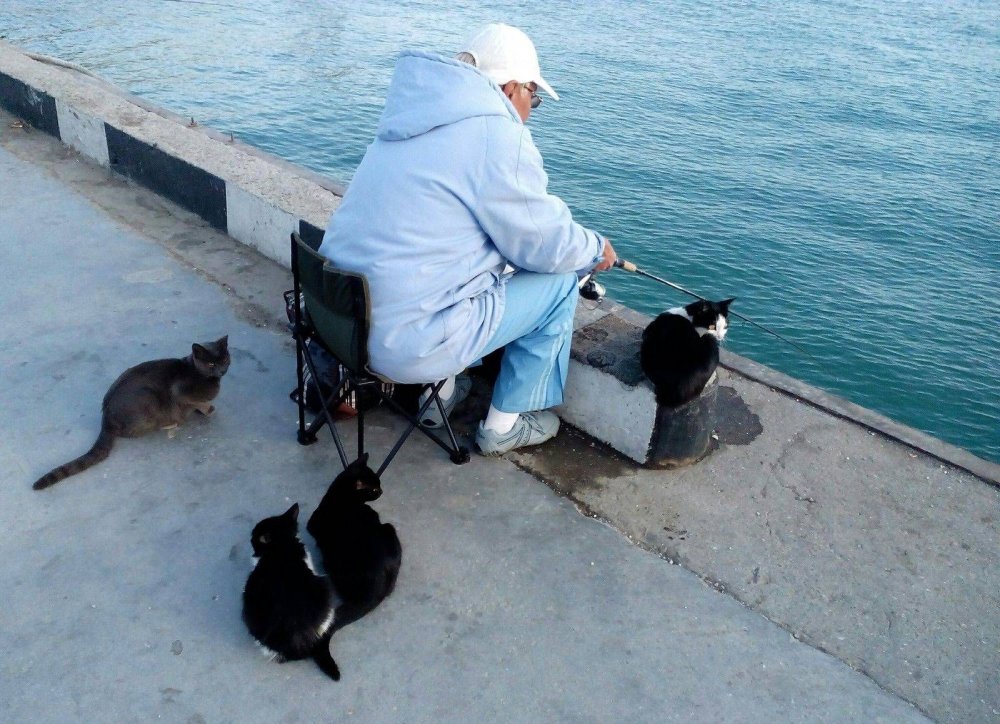 Кошки ждут рыбаков