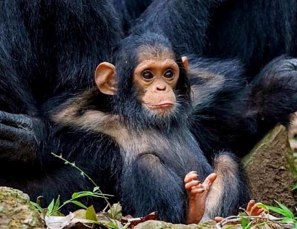 Шимпанзе малыш