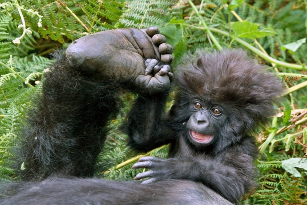 Смешные гориллы и обезьяны