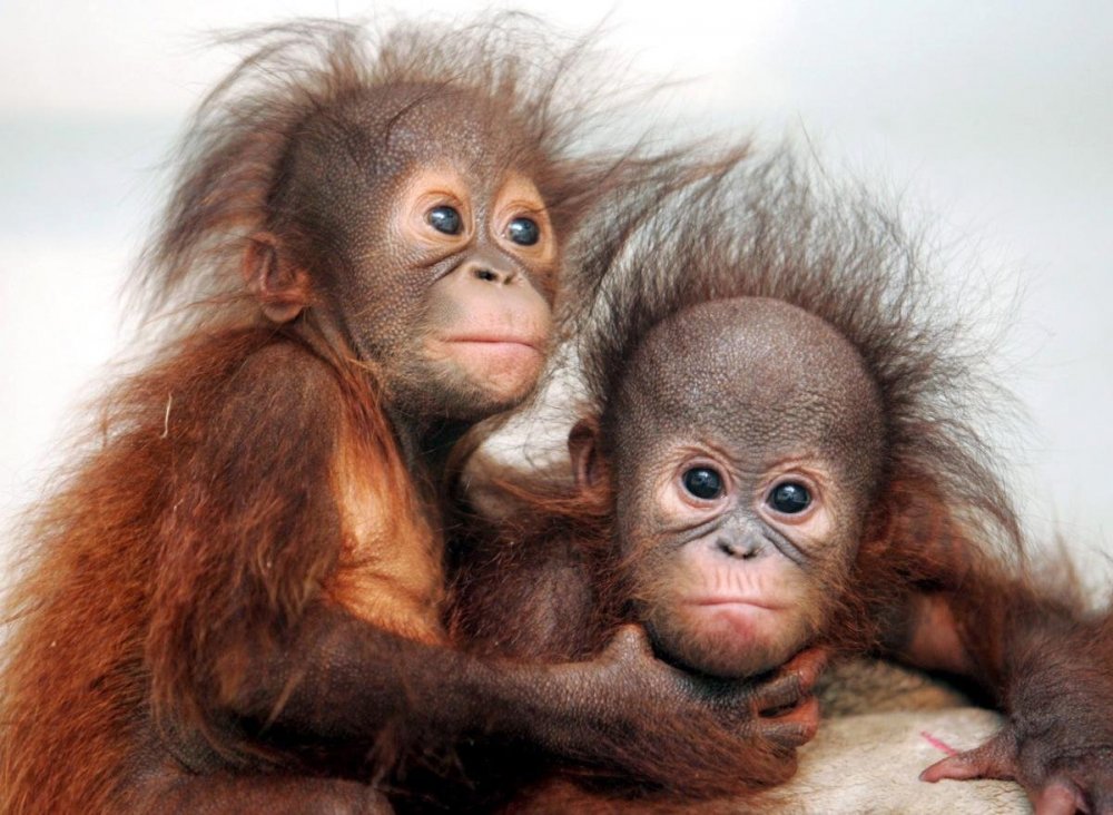 Две милые обезьянки