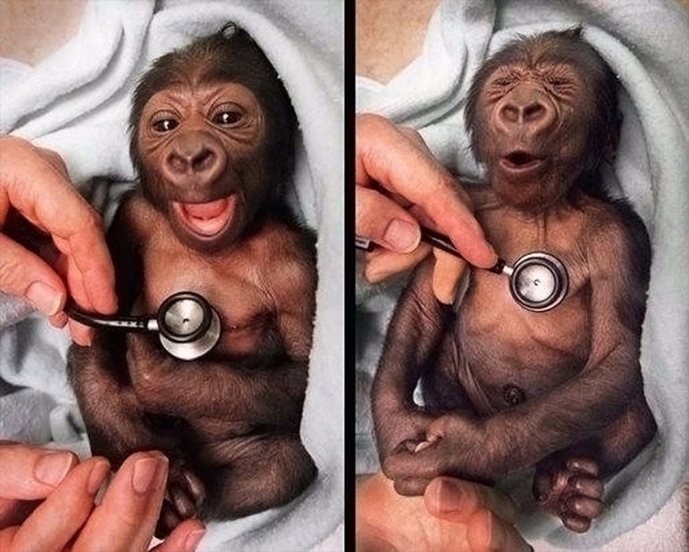 Детеныш гориллы реагирует на стетоскоп