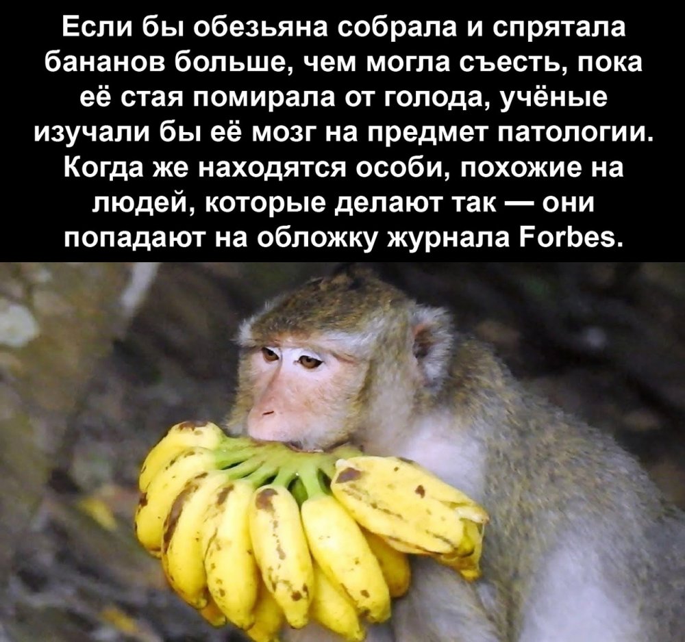 Анекдот про обезьяну красивая
