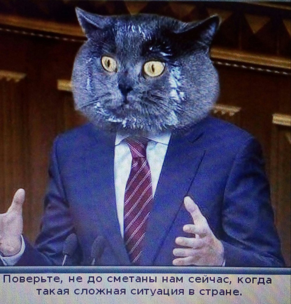 Кот депутат