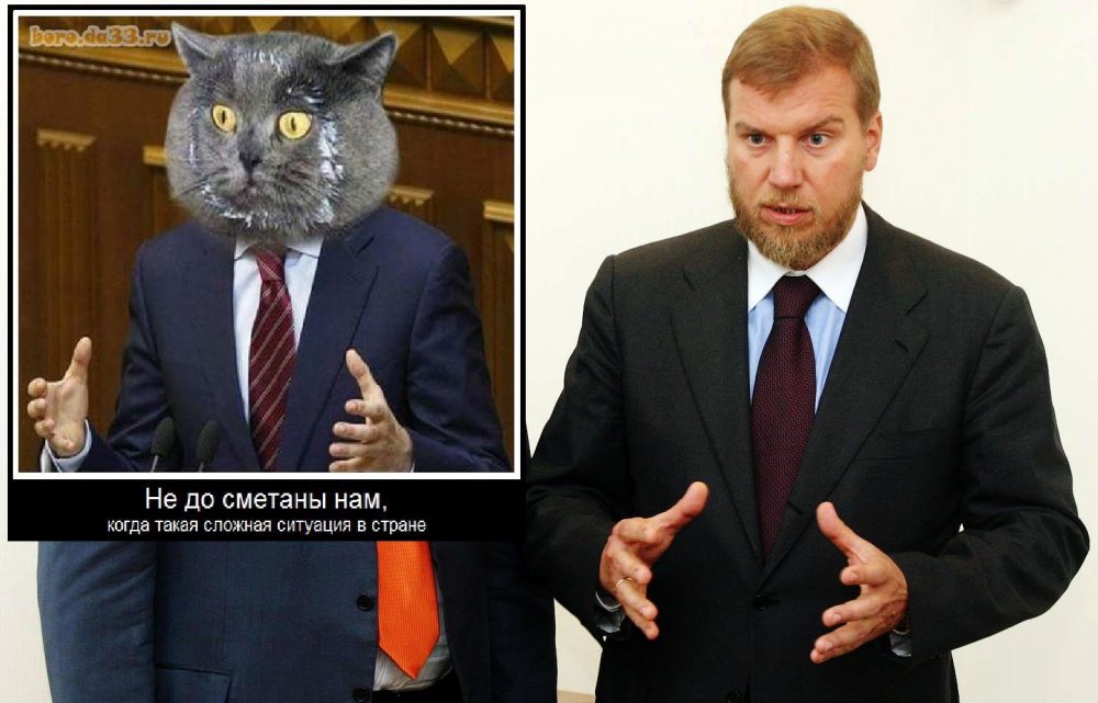 Коты депутаты