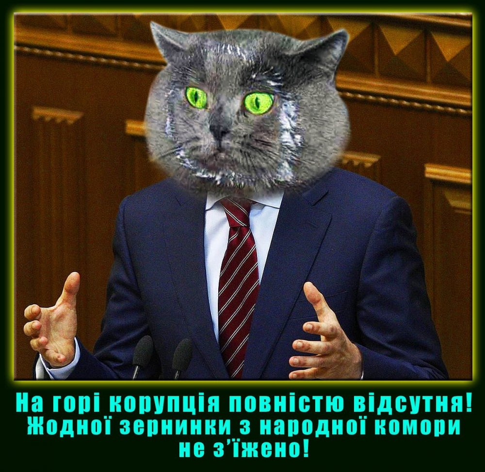 Котик политик