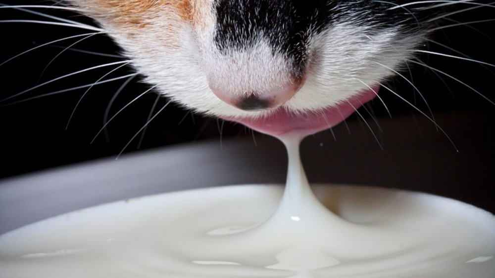 Котенок лакает молочко