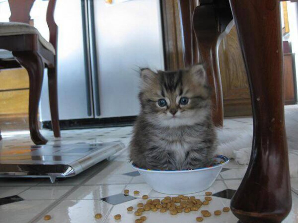 Котенок в тарелке