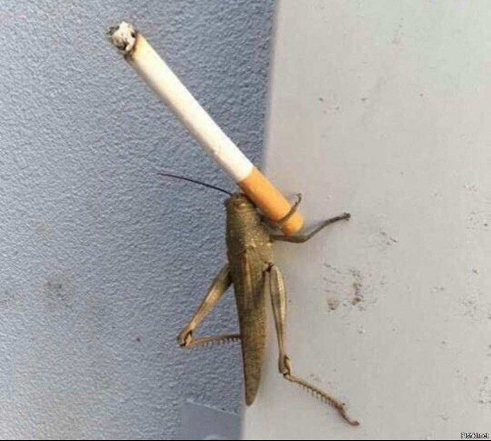 Кузнечик с сигаретой
