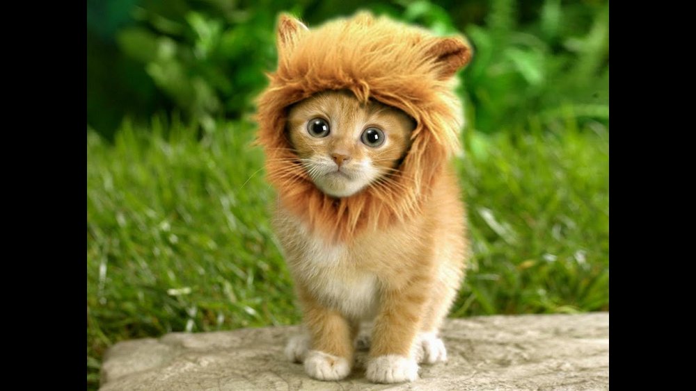 Котенок с гривой Льва