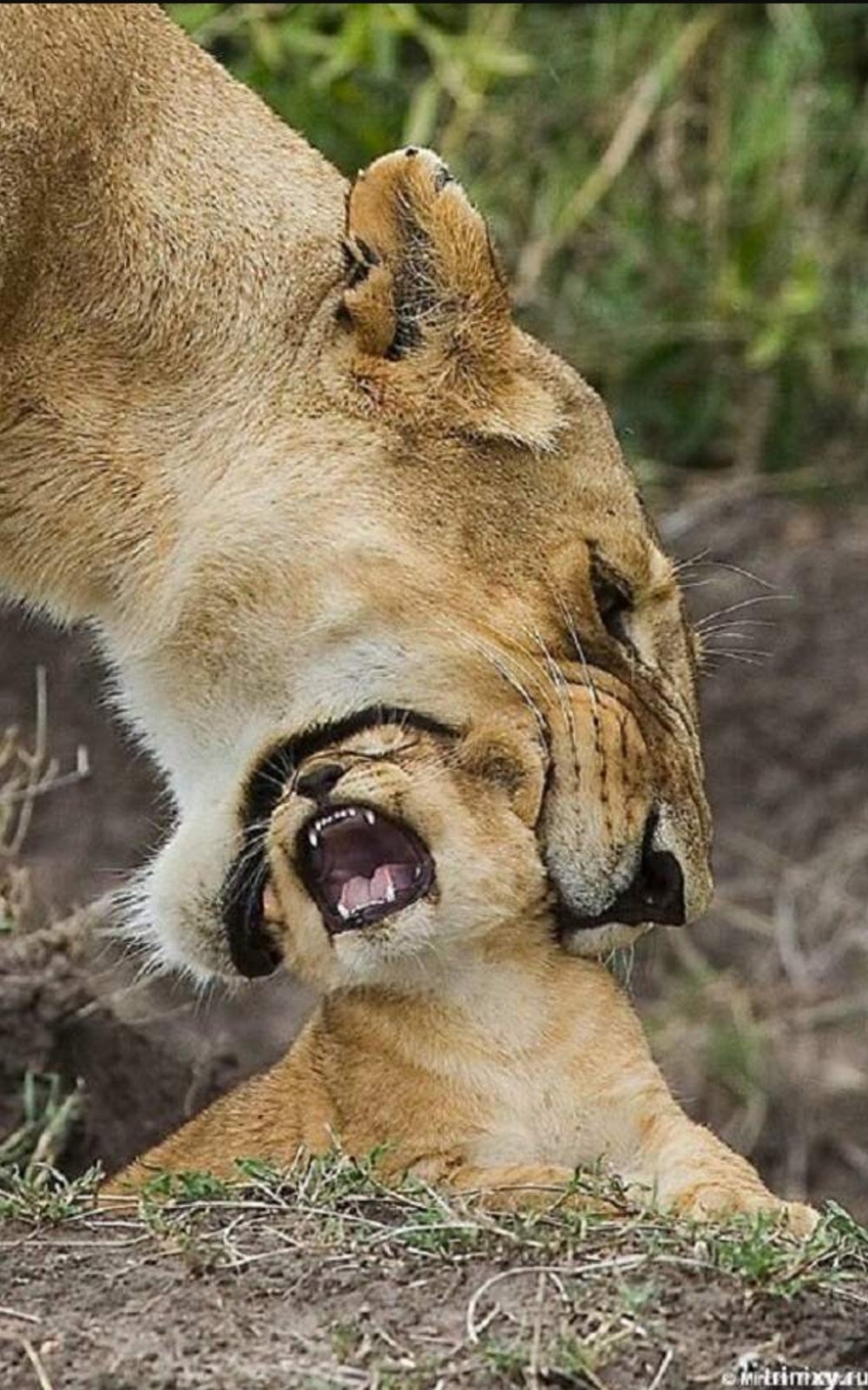 Львенок зевает