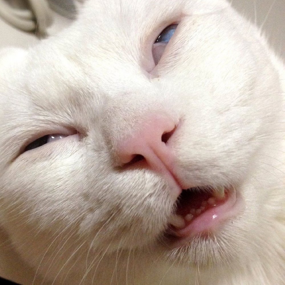 Устало улыбнулся. Смешные морды кошек. Сонное лицо. Смешное лицо кота. Смешные рожи котов.