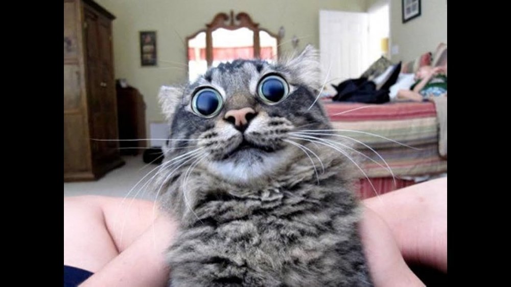 Удивленный кот с огромными глазами