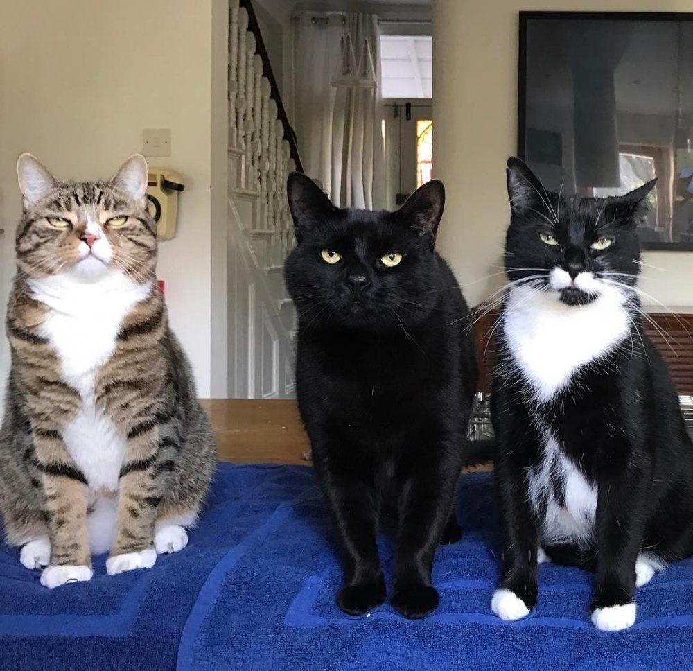 Четыре смешные кошки