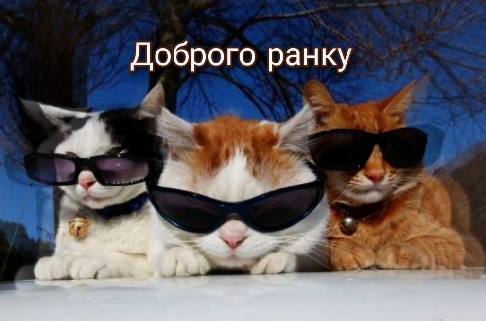 Четыре кота в очках
