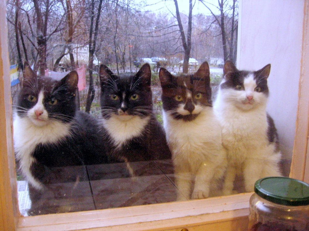 Коты на совещании