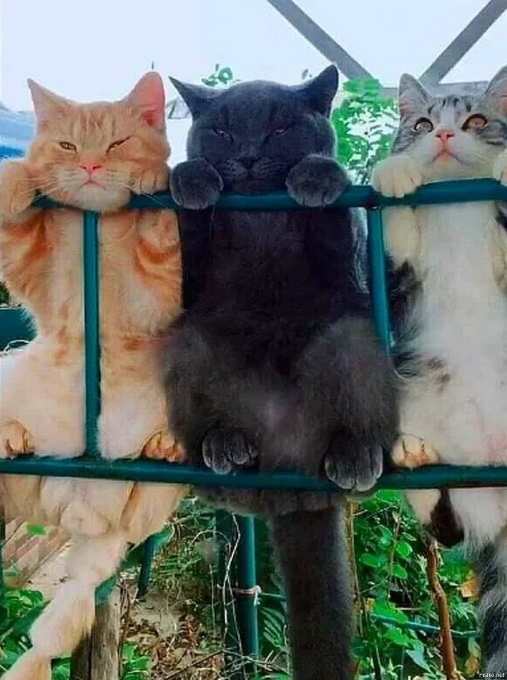Трое котов