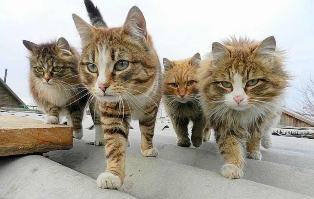 Уличные коты бандиты