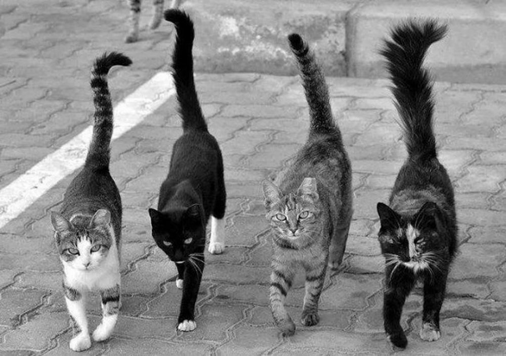 Четыре смешных кота