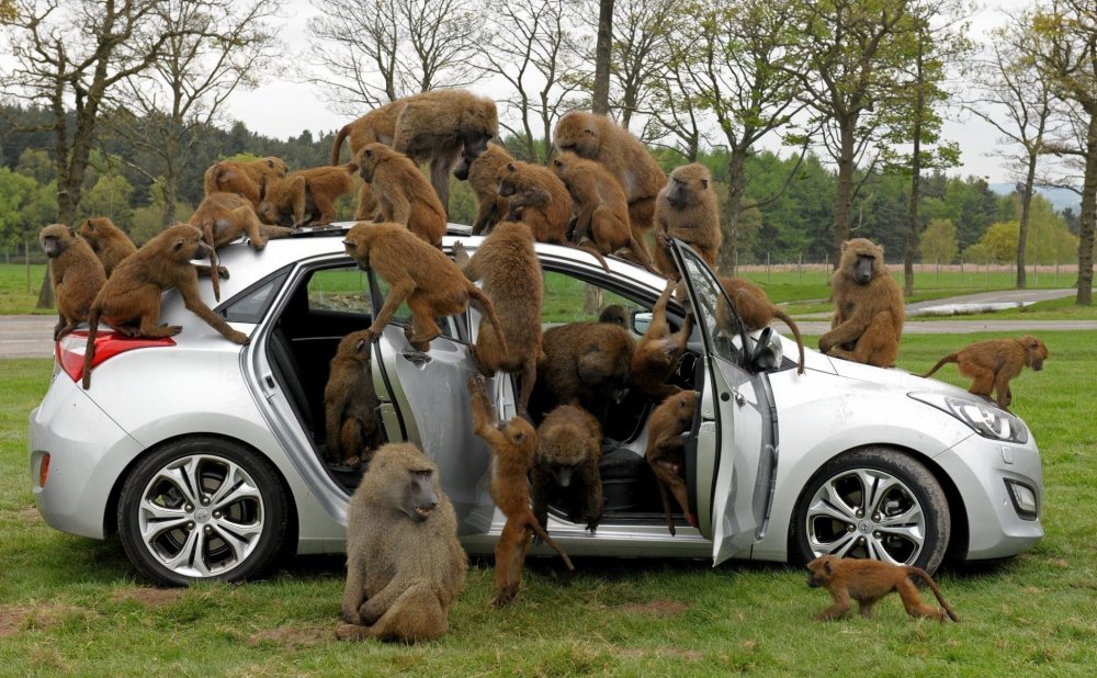 Много обезьян в машине