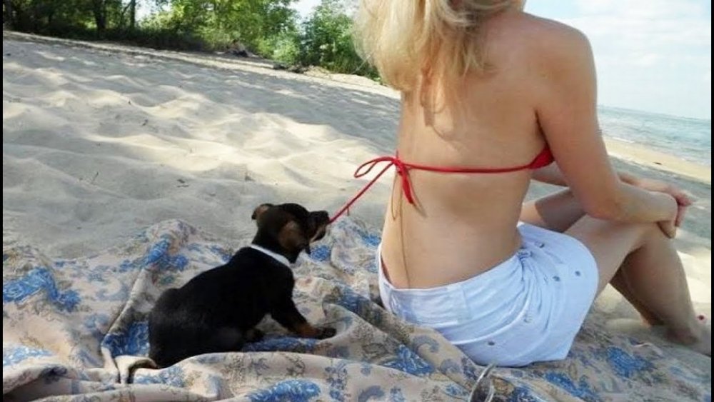Девушка и собака на пляже смешно