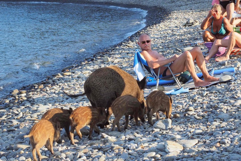 Животные отдыхают на пляже