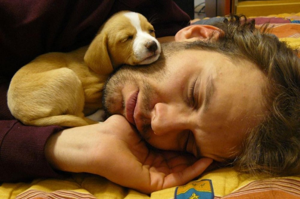 Собака спит с человеком