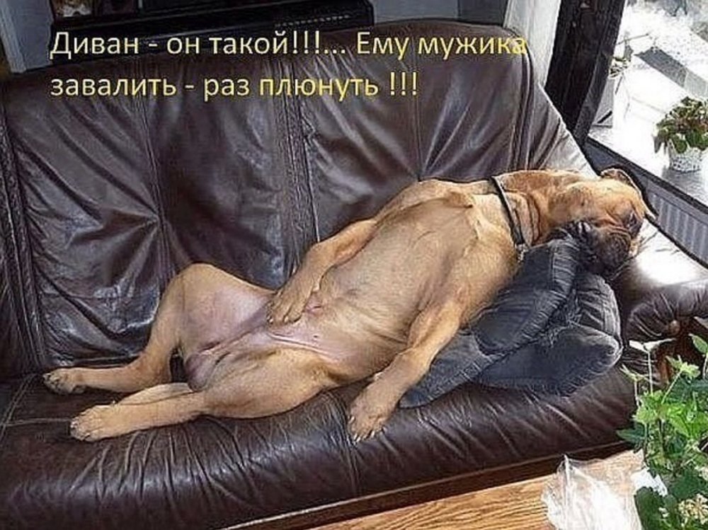 Собака лежит на диване