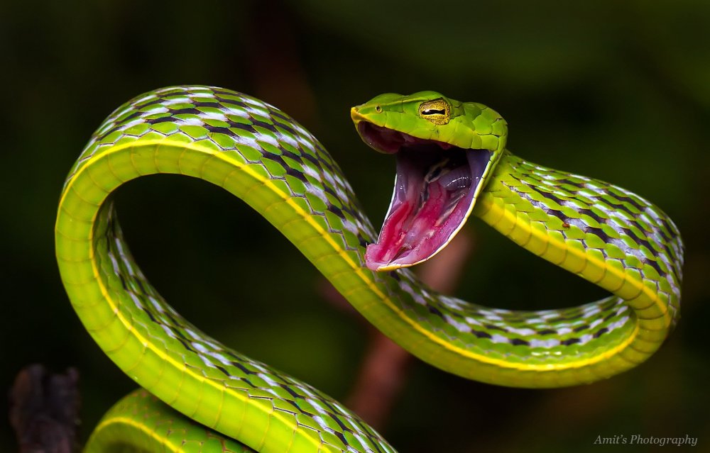 Виноградная змея (длиннорылая плетевидка)