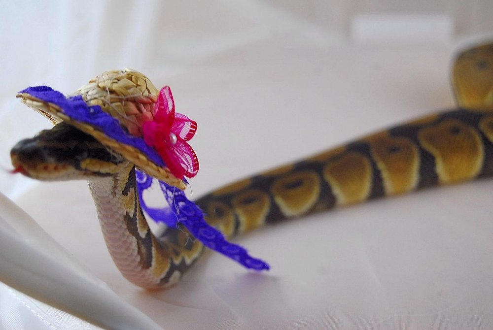 Змея в шляпке