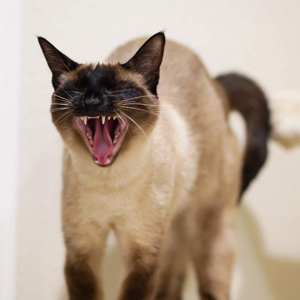 Злой сиамский кот