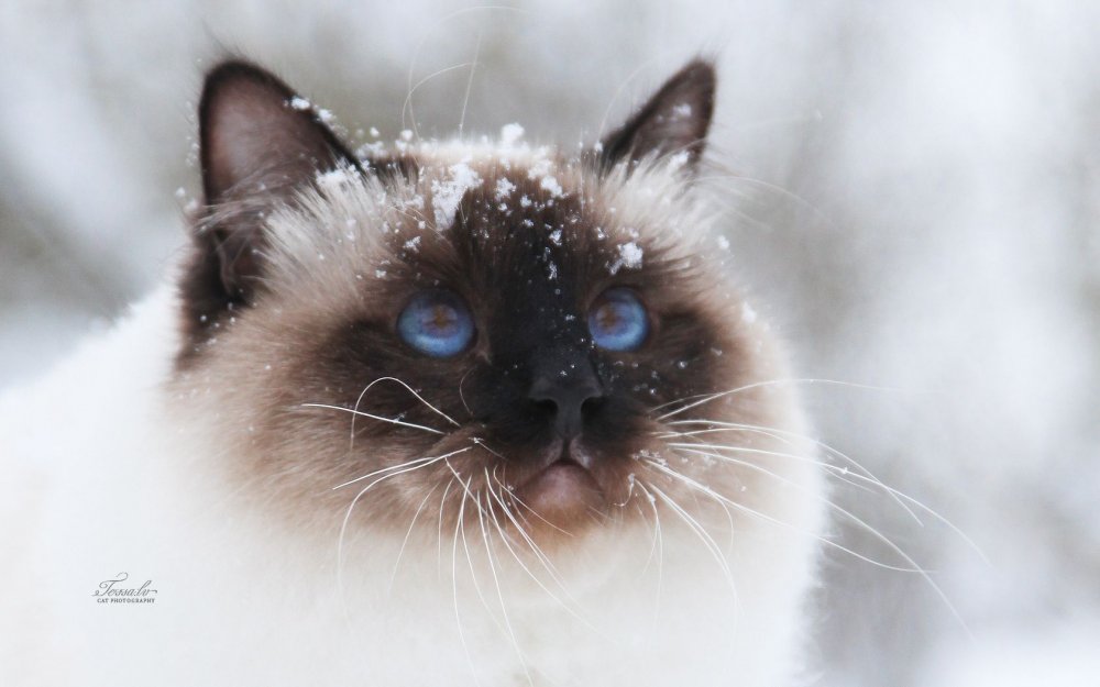 Сиамская кошка в снегу