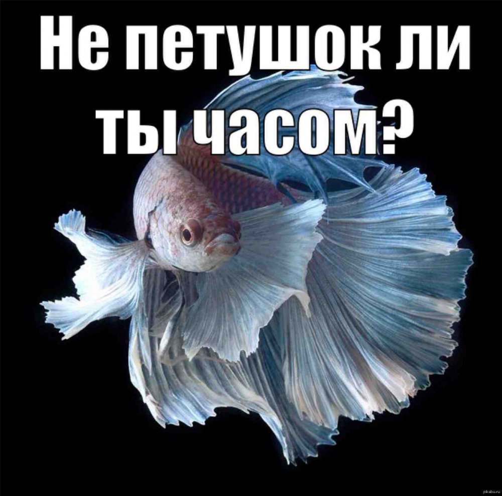 Мемы про рыбок