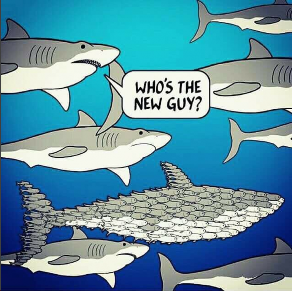 Мемы про акул