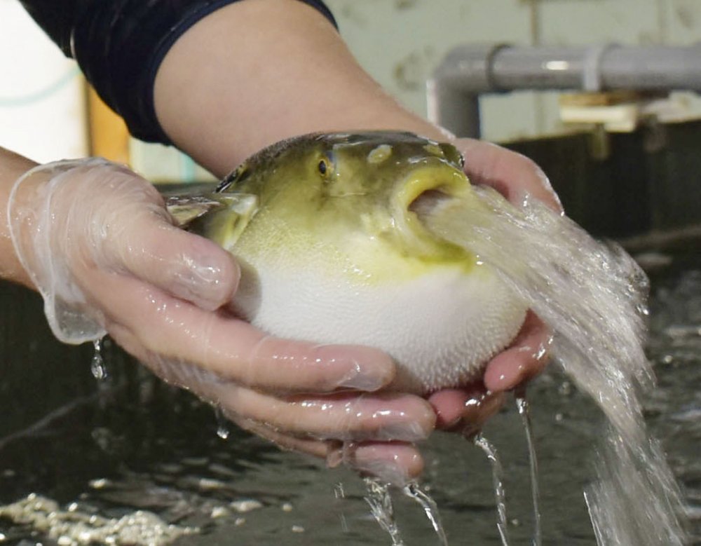 Рыба фугу выплевывает воду