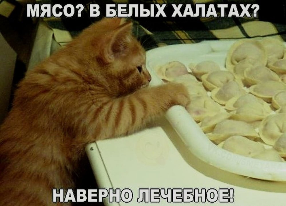 Кот ест пельмени