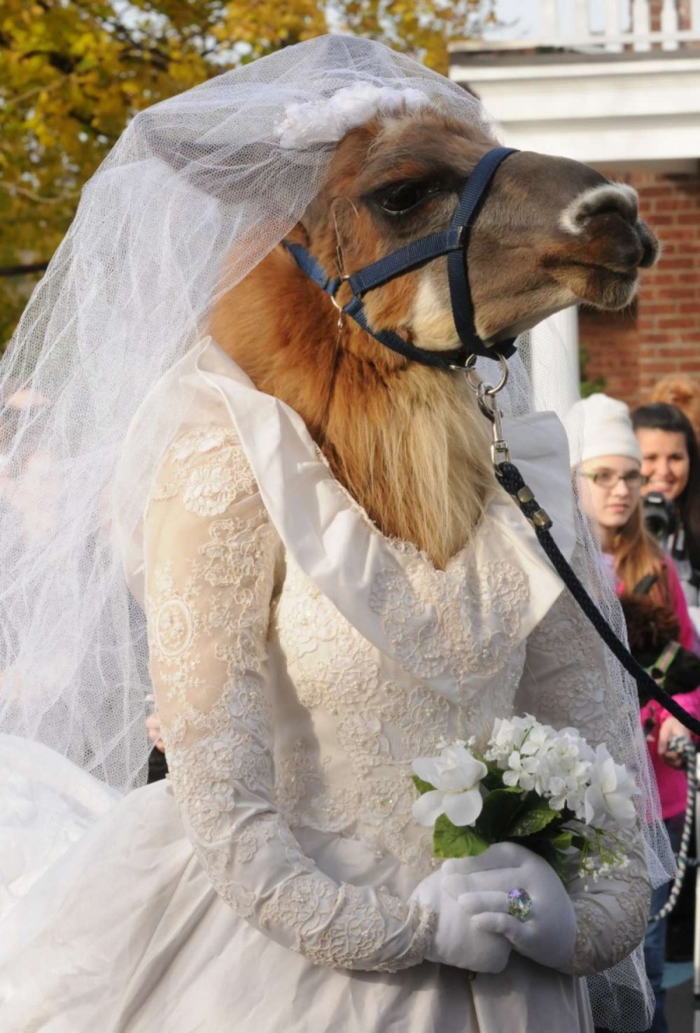 Животные в свадебных нарядах