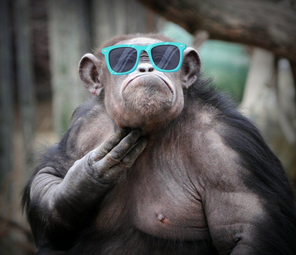 Шимпанзе в очках