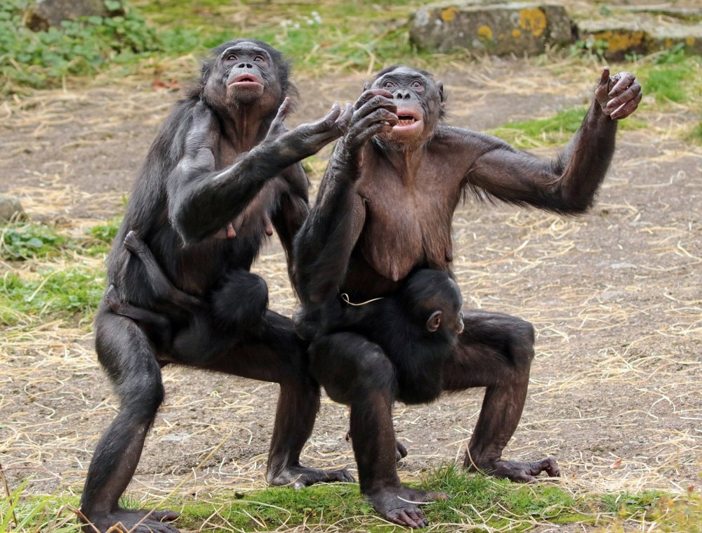 Обезьянки бонобо поведение