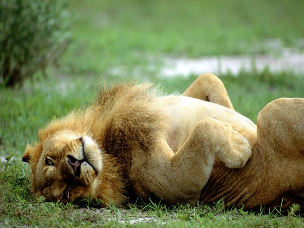 Львенок лежит на спине