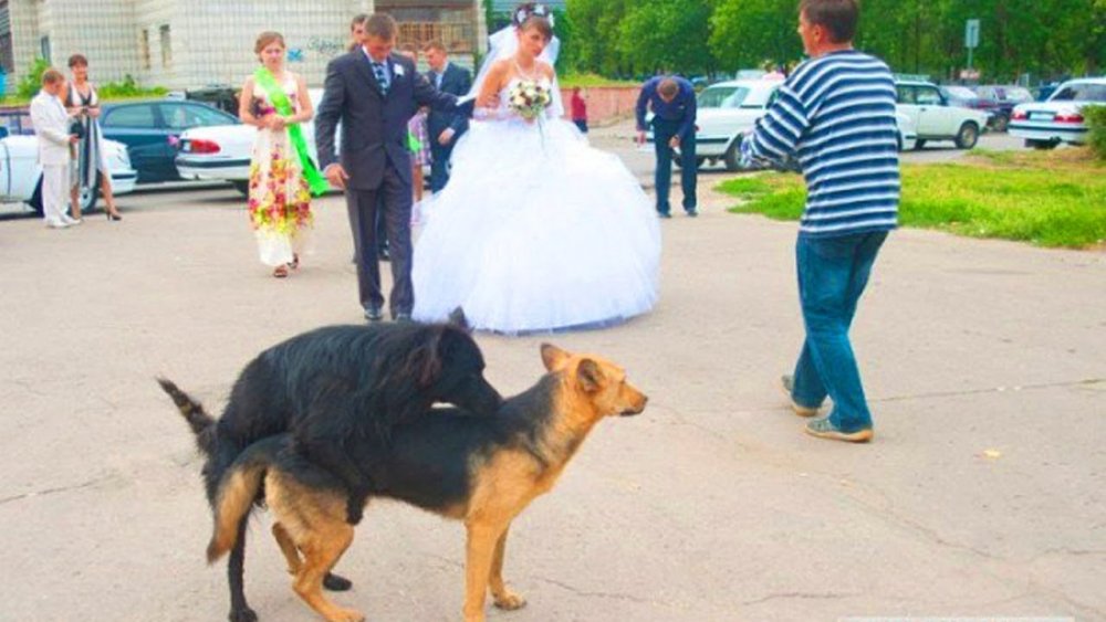 Собачья свадьба прикол